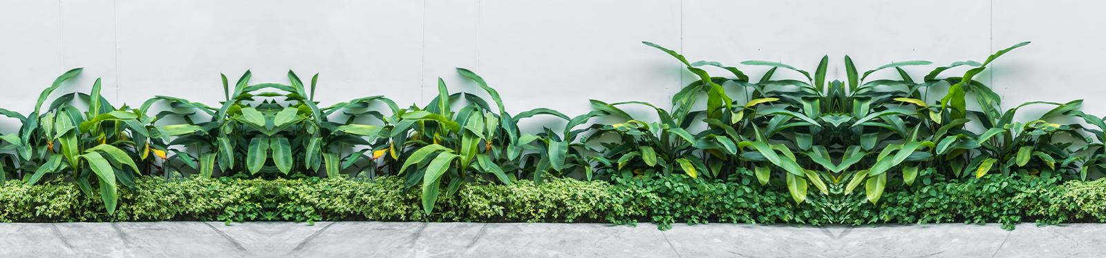 Home & Garden